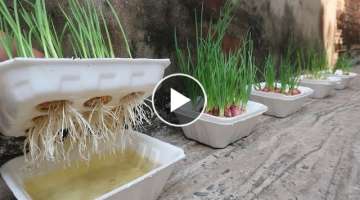 Brilliant idea | How to grow Onions & Garlic in Styrofoam Box for beginners