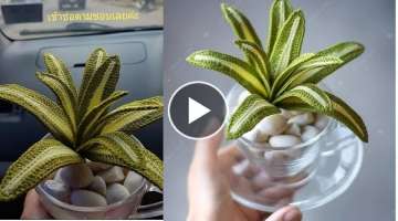 Stylish crochet plant design 2k20|| amazing ideas
