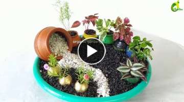 Table top plants Decoration/indoor plants/creative gardening idea for small space/ORGANIC GARDEN
